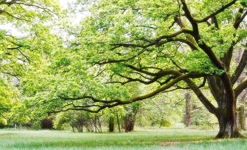Funeral Services at Lowe-Neddo Funeral Home in Matthews, North Carolina | FuneralHome.site Lowe-Neddo Funeral Home Matthews North Carolina
