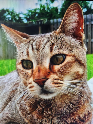 Best Friends Cremation Crmtry Titusville Florida