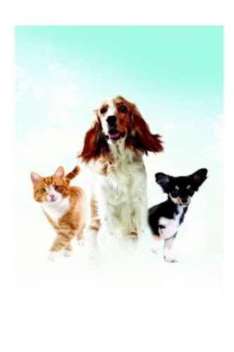 All Pets Go To Heaven Pet Funeral Home Mohave Valley Arizona