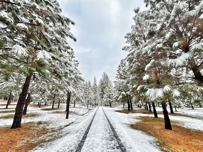 Funeral Services at Better Place Forests – Yosemite Gateway in Coulterville, California | FuneralHomes.fyi Better Place Forests – Yosemite Gateway Coulterville California