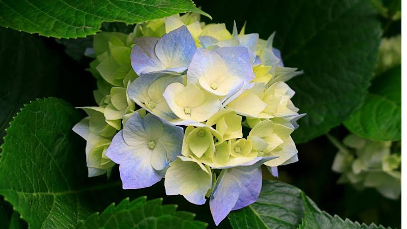 Funeral Services at Wake Funeral and Cremation Services in Cary, North Carolina | FuneralHomes.fyi Wake Funeral and Cremation Services Cary North Carolina