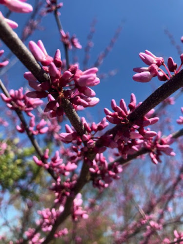 Funeral Services at Coats Funeral Home & Crematory in Coats, North Carolina | FuneralHomes.fyi Coats Funeral Home & Crematory Coats North Carolina