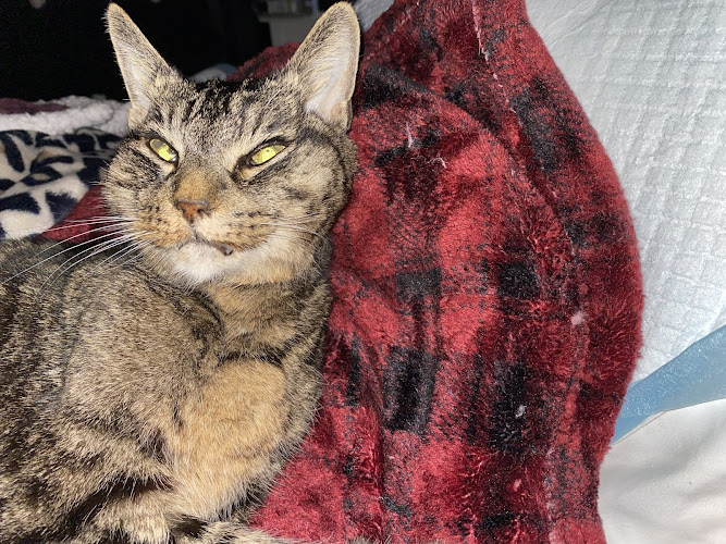 Paws & Remember West Hartford Connecticut