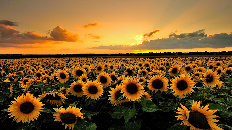 Swaim Funeral Chapel Sublette Kansas
