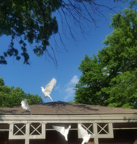 Angelic Doves ‘The Dove Release Company’ Hollyvilla Kentucky