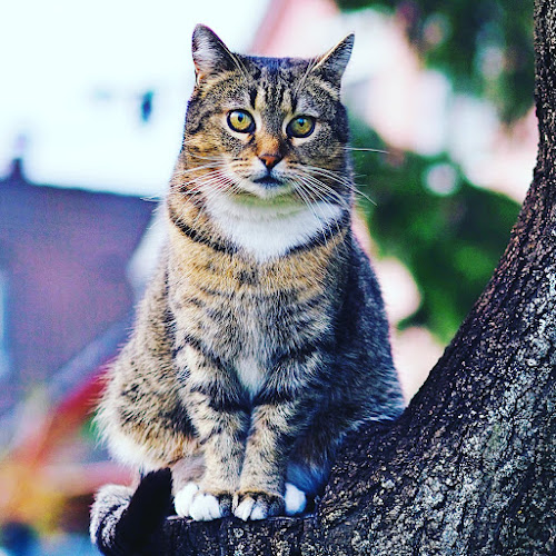 Sterling & Smith Funeral Home Dinuba California