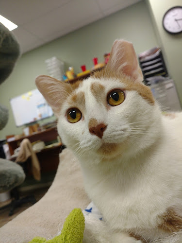 Belspur Oaks Pet Crematory Sarasota Florida