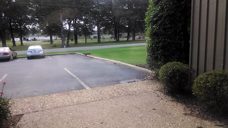 Funeral Services at Melton Company, Inc. in Little Rock, Arkansas | FuneralHomes.fyi Melton Company, Inc. Little Rock Arkansas