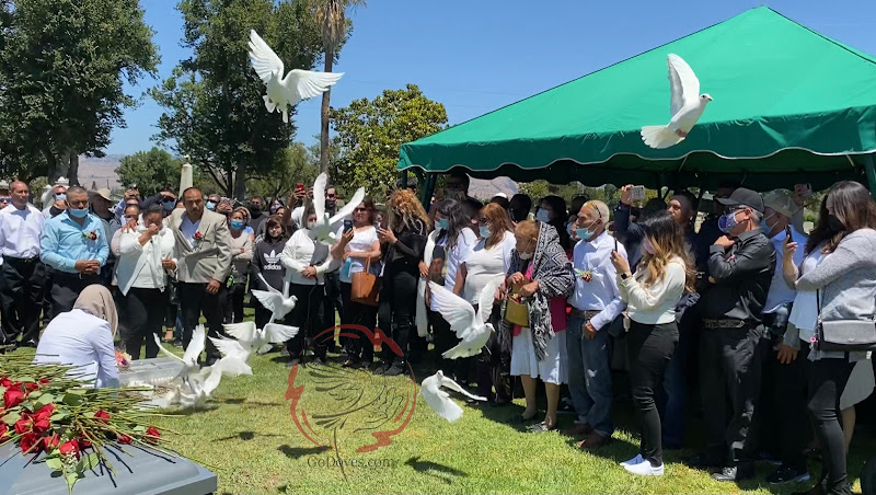 GoDoves – Professional White Dove Release San Francisco California