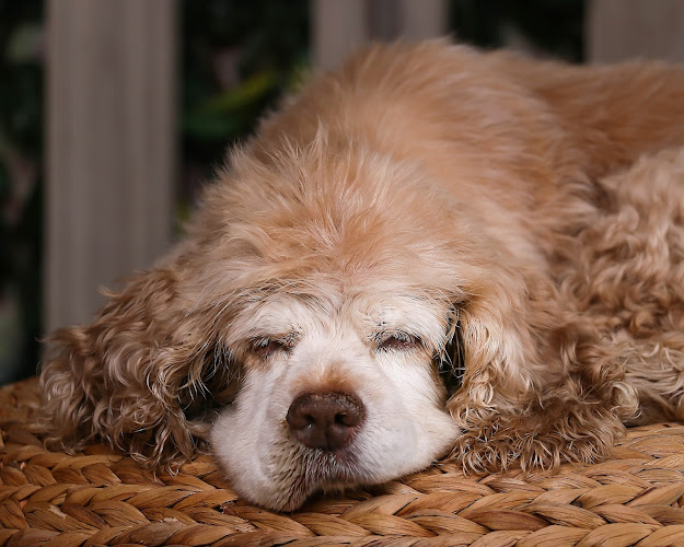 Funeral Services at Caring Hearts Pet Cremation in Greenbrier, Arkansas | FuneralHomes.fyi Caring Hearts Pet Cremation Greenbrier Arkansas