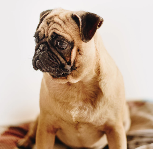 Lasting Memories 4 Pets DeLand Florida