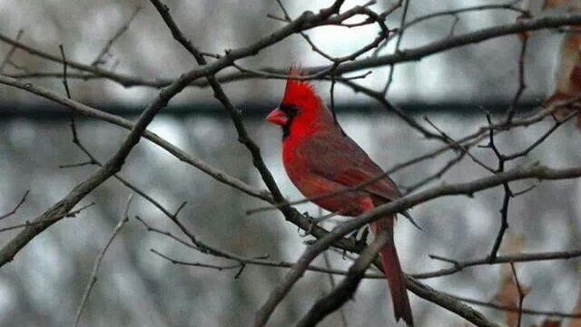 Funeral Services at Affordable Funeral Service & Cremation LLC ( Franklin H. Rainear , Jr. ) in Ewing Township, New Jersey | FuneralHomes.fyi Affordable Funeral Service & Cremation LLC ( Franklin H. Rainear , Jr. ) Ewing Township New Jersey