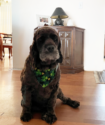 Animal Heaven – Pet Funeral Home Hollis New Hampshire