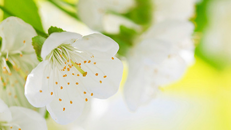 McCourt & Trudden Funeral Home Inc Farmingdale New York