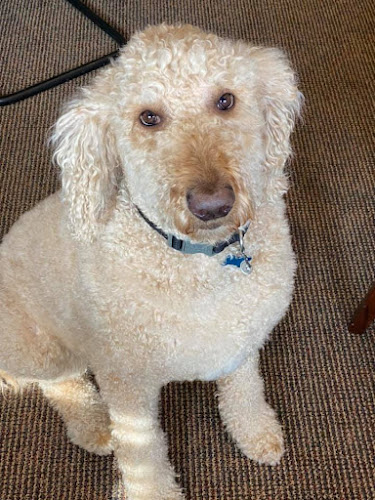 Funeral Services at A. Ripepi & Sons Funeral Homes in Middleburg Heights, Ohio | FuneralHomes.fyi A. Ripepi & Sons Funeral Homes Middleburg Heights Ohio