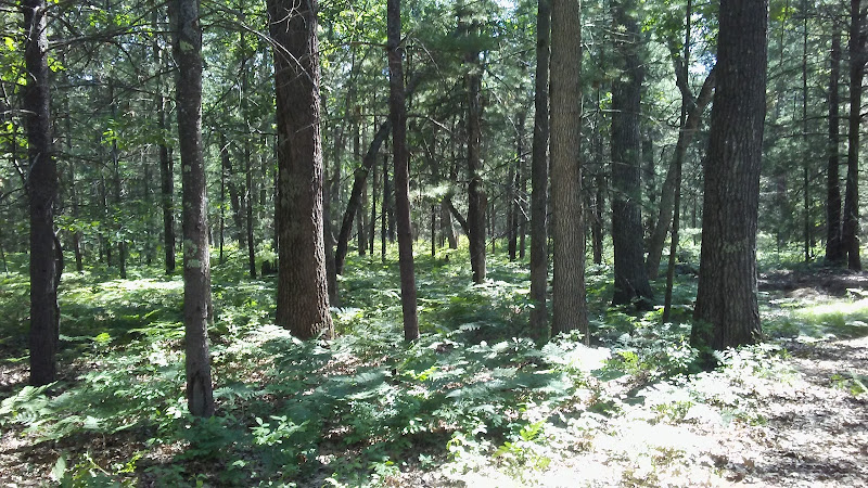 American Vault & Cremation Services Prudenville Michigan