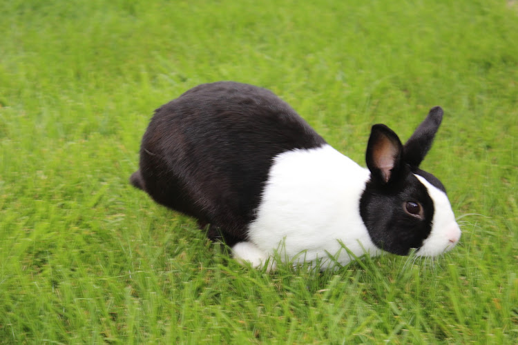 Forever Faithful Pet Cremation New Baltimore Michigan